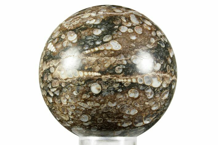 Polished Freshwater Snails (Elimia) In Limestone Sphere - Wyoming #370887